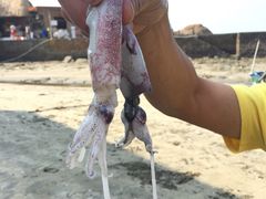 -那琴半岛地质海洋公园