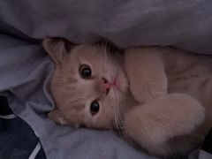 -猫十亿·布偶金渐层·曼基康矮脚猫舍(青年路店)
