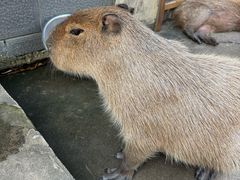 -合肥野生动物园