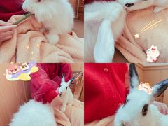 -猫猫幼稚园·撸猫·桌游·电玩
