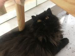 -喵园·猫主题咖啡厅·撸猫·猫咖(国贸店)