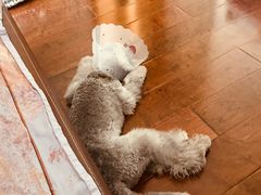 -美联众合宠物医院·爱萌分院·内外科·猫科中心