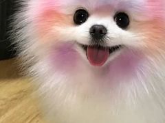 -猫十亿·布偶金渐层·曼基康矮脚猫舍(青年路店)