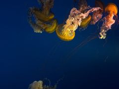 -太平洋海底世界