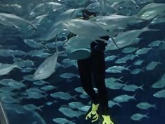 -上海海洋水族馆