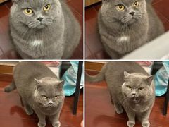 -爱侣宠医·鹦鹉专科·小型哺乳类·异宠专科(灵石路店)