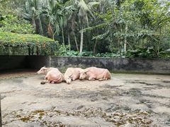 -海南热带野生动植物园