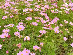 -径山花海