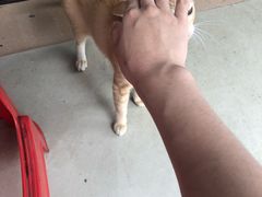 -正宗棉湖甜汤春卷店