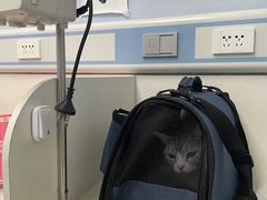 -纳吉亚猫专科动物诊疗中心(蒋宅口分院)