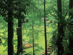 -深圳仙湖植物园