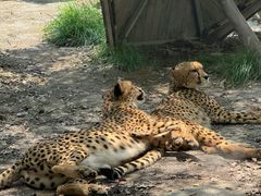 -上海野生动物园