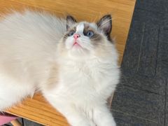-喵zoo家庭繁育猫舍(尖东智能花园店)