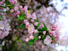 -海棠花溪(元大都城垣遗址公园)