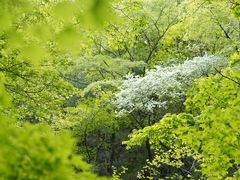 -牛背梁国家森林公园