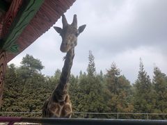 -贵州森林野生动物园