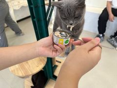 -共舞时光猫咖·狗咖(新街口店)