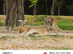 -泉州海丝野生动物世界