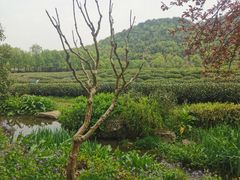 -中国茶叶博物馆(双峰馆区)