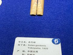 -贝壳王国博物馆