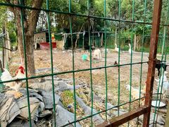 -呼吸森林·生态农庄农家乐私房菜