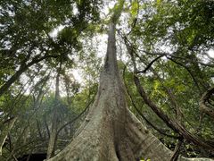 -中国科学院西双版纳热带植物园