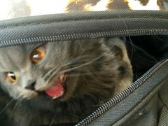 -宠爱国际动物医院· 猫科· 外科·中兽医(长白店)
