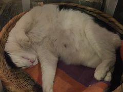 Anne猫窝咖啡屋-Anne猫窝咖啡屋