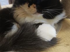 -楼上猫咖(罗湖店)
