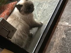 -猫咪博物馆(顶澳仔猫街店)