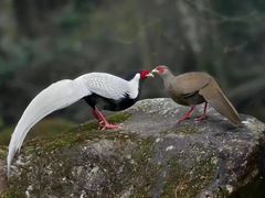 -福建鲤鱼洲酒店