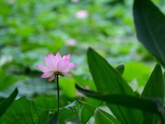 -广州珠江公园