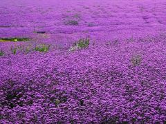 -光明小镇欢乐田园