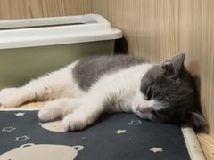 -屋虎猫馆(宝安大仟里店)