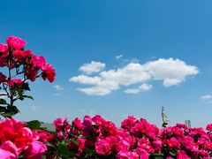 -上海滨江森林公园