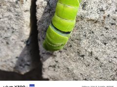 -VT101维多利广场