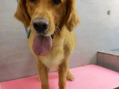 -宠福鑫康馨动物医院·骨科·眼科