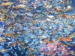 -成都浩海立方海洋公园