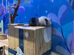 -海合安青岛极地海洋公园