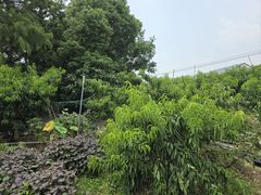 -老袁家蜜桃农场·阳山水蜜桃