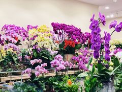 -双季花艺园艺市场(浦东店)