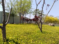 -武清南湖绿博园