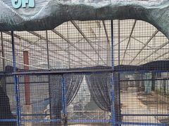 -泉州海丝野生动物世界