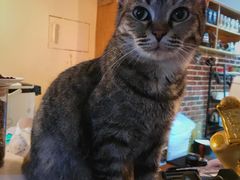 -猫友咖啡店(玉林西路店)