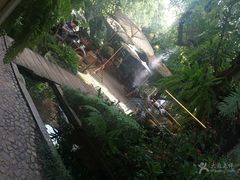 -Fern Forest Cafe