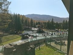 -横道河子东北虎林园