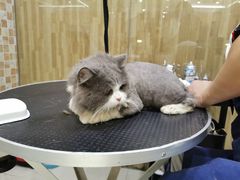 -汪小喵宠物·戴维斯乐芳希施宠馨宝皮毛调理洗护店