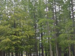 -白鹭湾湿地公园