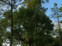 -美兰湖景区