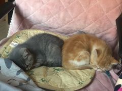 -宠爱国际动物医院· 猫科· 外科·中兽医(长白店)